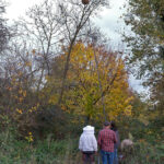 Imker bei der Beseitigung eines Nestes der Asiatischen Hornisse.