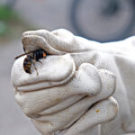 Ein Imker zeigt eine Asiatische Hornisse