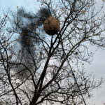 Ein Nest der Asiatischen Hornisse wird von innen mit Aktivkohle bestäubt