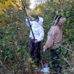 Imker bei der Beseitigung eines Nestes der Asiatischen Hornisse.