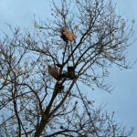 Zerstörtes Nest der Asiatischen Hornisse