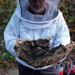 Ein Imker zeigt einen Teil des herabgefallenen Nestes der Asiatischen Hornisse.