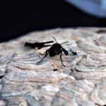 Asiatische Hornisse, die mit Aktivkohle eingestäubt ist.